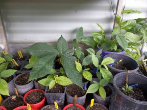 asimina triloba seedlings